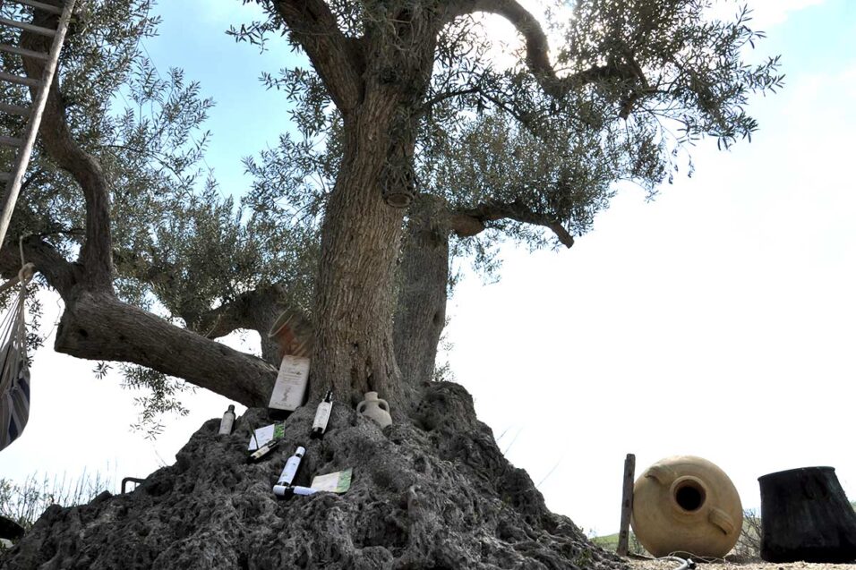 Oleificio Abbate & Figli