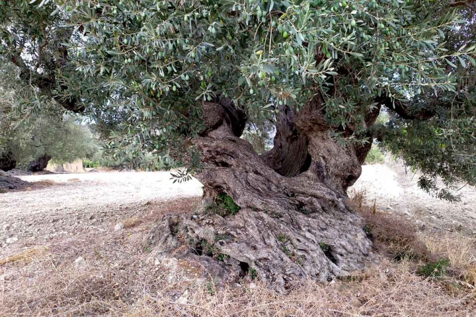 Oleificio Abbate & Figli